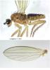 Lonchoptera sp.